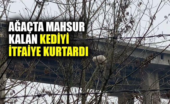 Ağaçta mahsur kalan kediyi itfaiye kurtardı