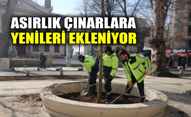 Asırlık çınarlara yenileri ekleniyor