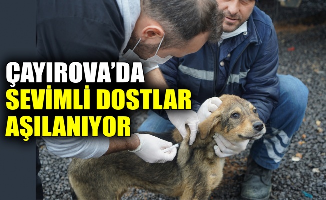 Çayırova’da sevimli dostlar aşılanıyor