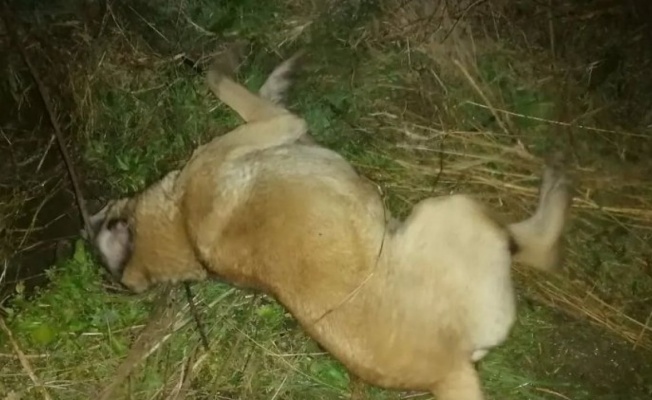 Bursa Mudanya'da zehirlenen 9 köpek telef oldu