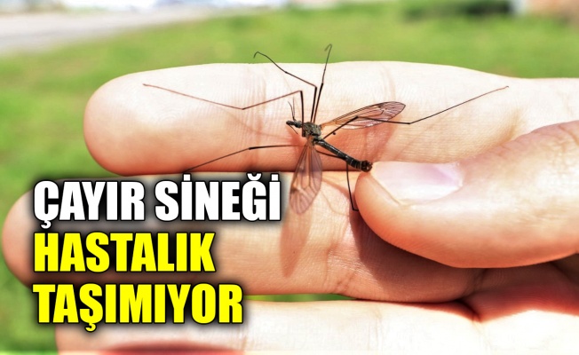 Çayır sineğine karşı bilgilendirme