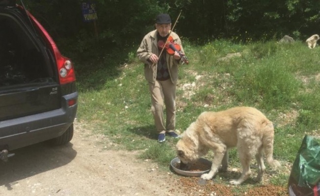 Kırklareli Vizeli kemancı Turunç, sahipsiz canlara keman çalıyor 