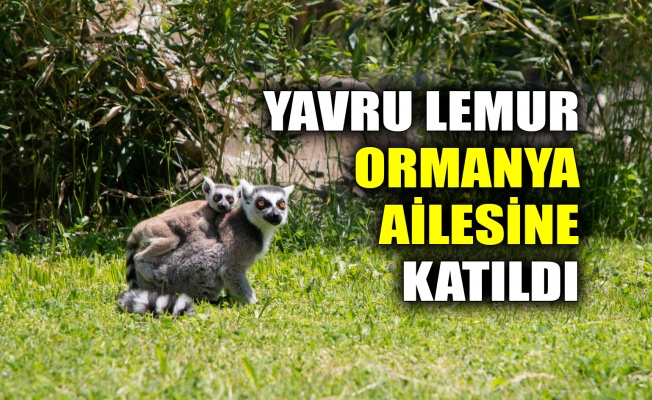 Yavru lemur, Ormanya ailesine katıldı