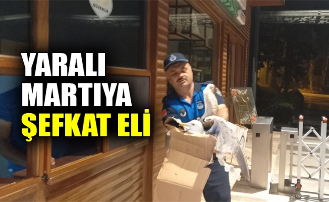 Yaralı martıya şefkat eli