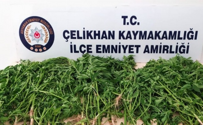 Adıyaman Çelikhan'da tütün tarlasındaki kenevire tutuklama