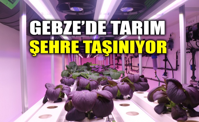 Gebze’de tarım şehre taşınıyor