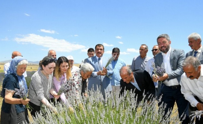 Malatya Arguvan'da lavanta hasadı