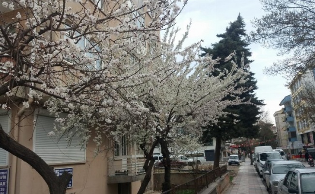 Doğa ana uyandı... Afyon'a bahar geldi