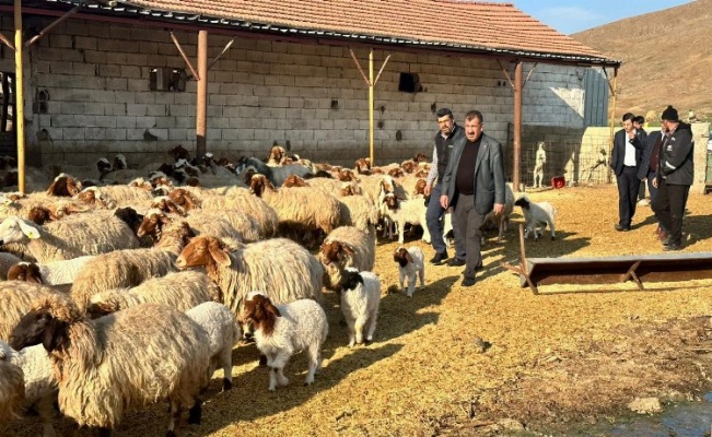 Depremden etkilenen yetiştiricilere 43 bin küçükbaş hayvan