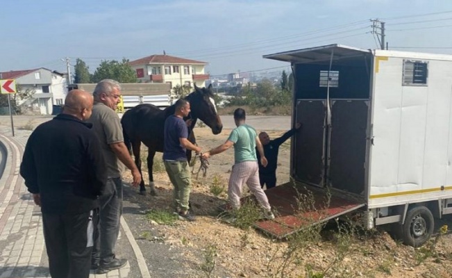 Çayırova'daki başıboş at Tekirdağ’a gönderildi