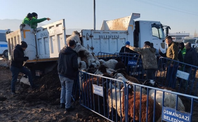 Tarım arazilerine zarar veren koyunlara Osmangazi Zabıtası'ndan müdahale