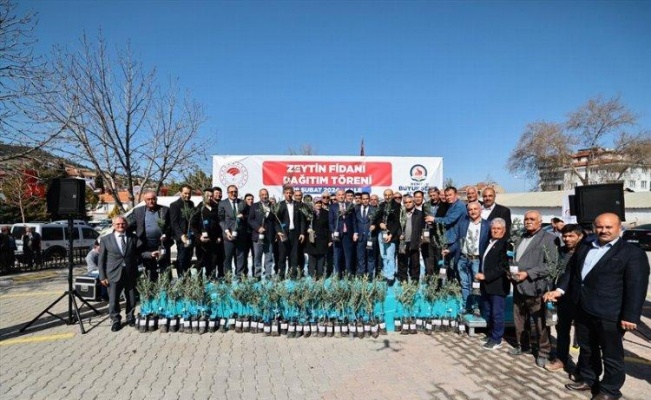 Denizli zeytinde kabuğunu kıracak