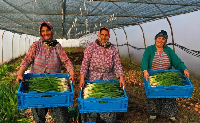 Kocaeli'de yüzde 50 hibeli modern sera desteği