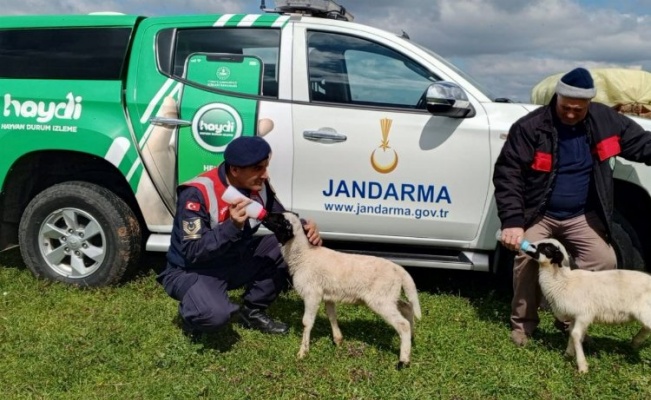 Edirne Jandarması'ndan hayvan sağlığı bilgilendirmesi