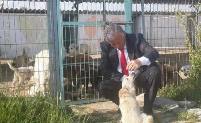 İpsala Sokak köpeklerine sahip çıkacak