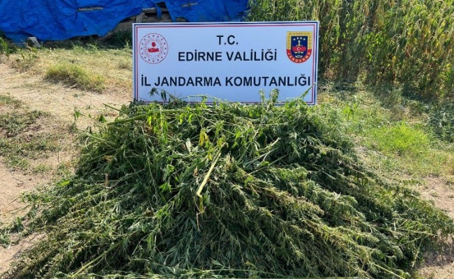 Edirne'de kaçak kenevir tarlası ele geçirildi