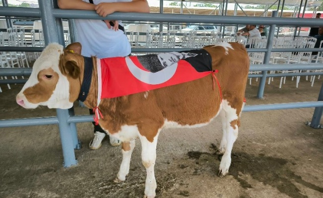 Edirne Keşan'da canlı hayvan güzellik yarışması