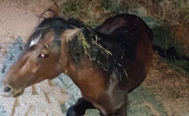 Manisa'da yılkı atı tedavi sonrası yeniden doğal yaşamda