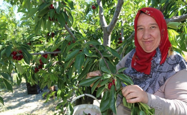 Bursa Keles Kirazı'nda ilk hasat etkinliği