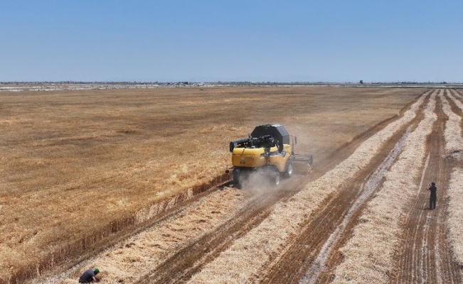 Konya'da susuz tarımla yetişen yerli buğdayın hasadını yapıldı