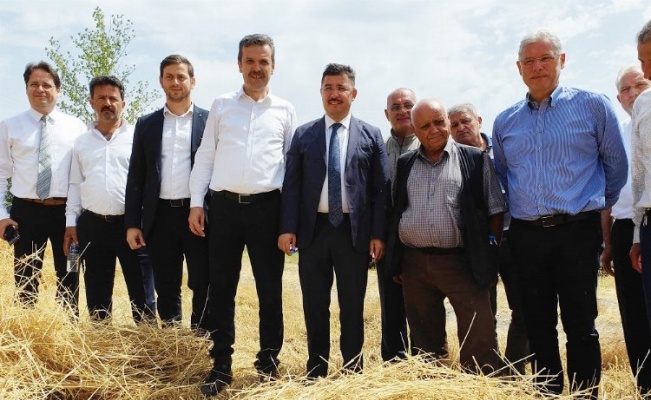 Mudanya'da yeni çeşit buğdaylara hasat