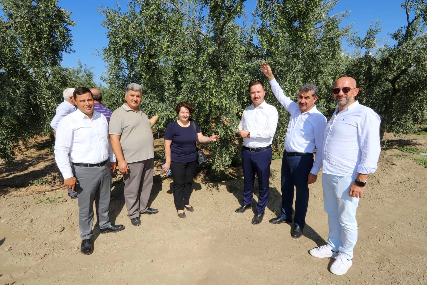 Bursa'da zeytin rekoltesinde yüksek verim bekleniyor