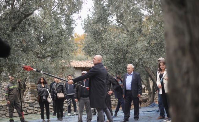 Marmara Adalar Belediyesi’nde Zeytin Hasat Şenliği yapıldı