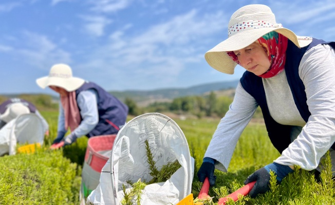 TABİP’te 2024 üretim sezonu tamamlandı