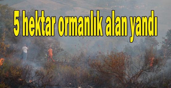 5 hektar ormanlık alan yandı