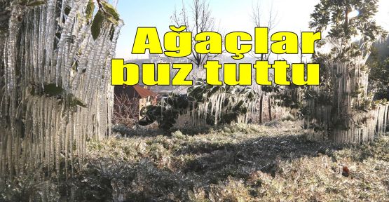 Ağaçlar buz tuttu