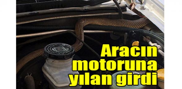  Aracın motoruna yılan girdi