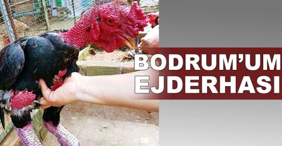 Bodrum'da ejderha tavuğu yetiştirdiler