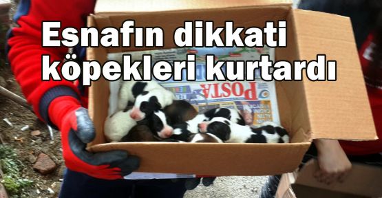 Esnafın dikkati köpekleri kurtardı