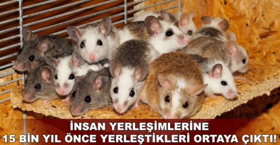 İnsan yerleşimlerine 15 bin yıl önce yerleştikleri ortaya çıktı!