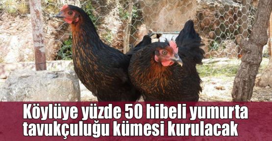 Köylüye yüzde 50 hibeli yumurta tavukçuluğu kümesi kurulacak