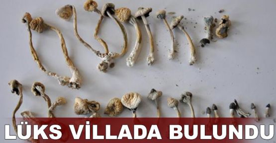 Lüks villaya yapılan baskında bulundu