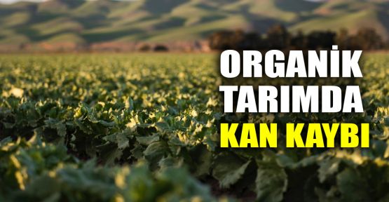  Organik tarımda kan kaybı