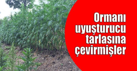  Ormanı uyuşturucu tarlasına çevirmişler