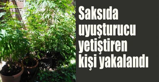 Saksıda uyuşturucu yetiştiren kişi yakalandı