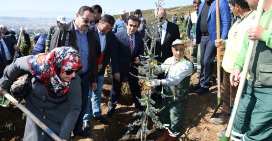 Şehitler Ormanı’na 1000 adet Himalaya Sedir Çamı 