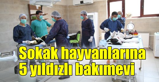 Sokak hayvanlarına 5 yıldızlı bakımevi