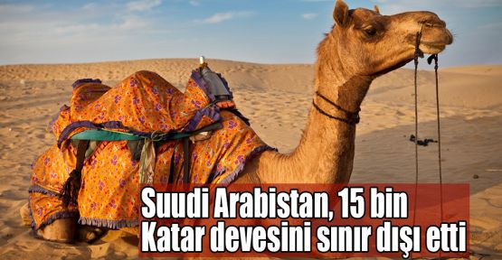   Suudi Arabistan, 15 bin Katar devesini sınır dışı etti