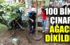  100 bin Çınar ağacı dikildi