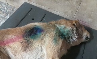 Kocaeli'de silahla vurulan köpek tedaviye alındığı bakımevinde öldü