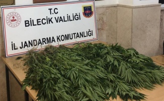 Bilecik'te kabak tarlasına Hint keneviri eken kişi yakalandı