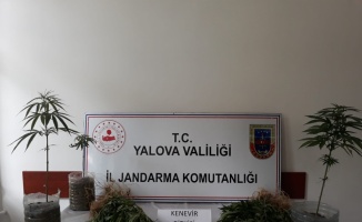 Yalova'da inşaat sahasında ekili Hint kenevirleri ele geçirildi