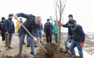 Rize Belediyesi binlerce ağacı toprakla buluşturuyor 