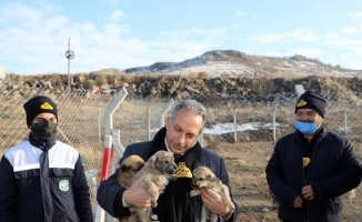 Kayseri Talas'ın barınak gururu