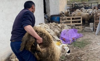 Niğde'de çalınan 70 küçükbaş hayvan sahibine teslim edildi 