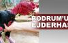 Bodrum'da ejderha tavuğu yetiştirdiler